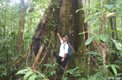 Kapokbaum Stamm im Urwald, Ecuador