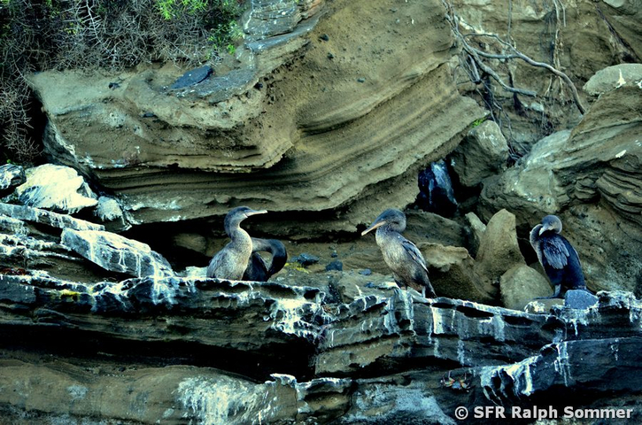Flugunfähiger Kormoran Phalacrocorax harrisi Lavaklippe Fernandina Galapagos