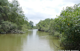 Mangrovenfluss Churute Ecuador