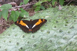 Nachhaltigkeit Tourismus Ecuador Schmetterling