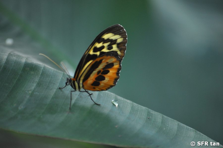 Nymphalidae Schmetterling Bananenblatt, Ecuador