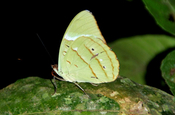 Schmetterling tailed Sulphur Yarina Lodge Ecuador