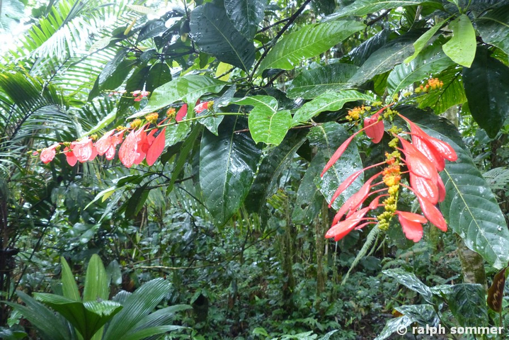 Warszewiczia coccinea Jardin Etno Botanico Puyo in Ecuador