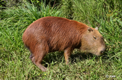 Wasserschwein grasend in Ecuador