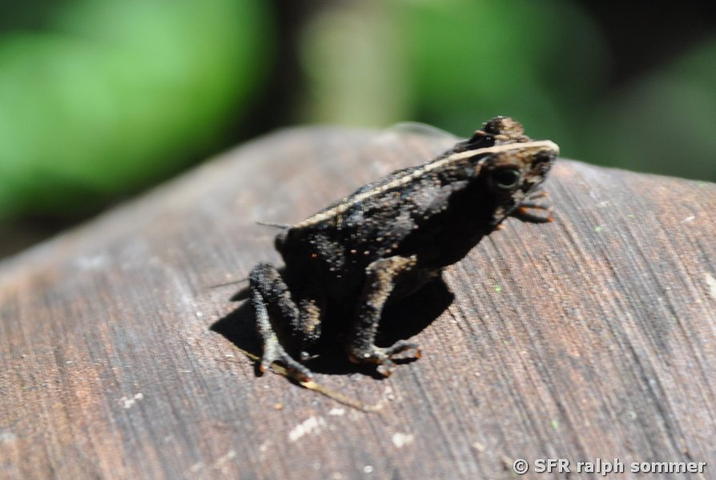 Bufo margaritifer crested forest toad in Ecuador