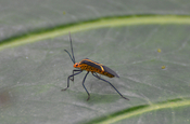 Individualreise Ecuador Insekt