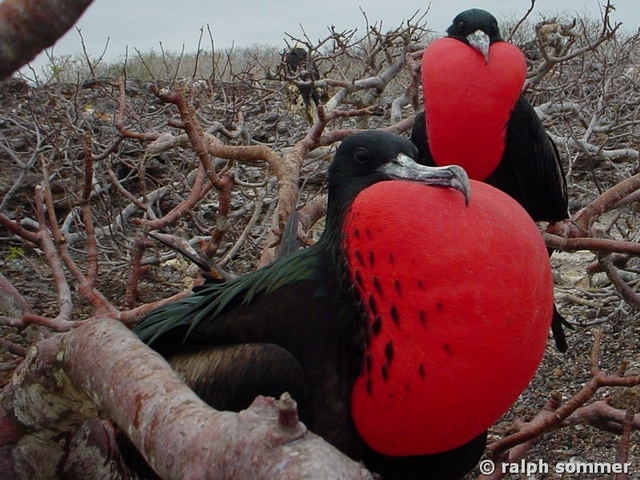 Prachtfregattvogel Fregata magnificens m auf Palo Santo Galapagos