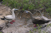 Rotfusstölpel Sula sula weisse und braune Morphe Galapagos