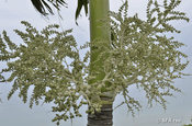 Palmenfrüchte in Ecuador