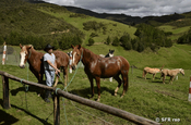 Pferde auf einer Reitfarm bei Cuenca in Ecuador
