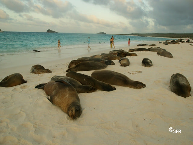 Seelöwen am Strand