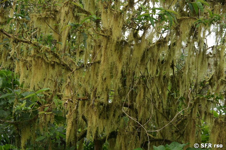 Tillandsia bromeliaceae spanisches Moos Hochland Galapagos