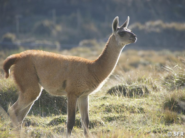 Vicuña