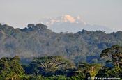 Vulkan Altar Sicht vom Urwald, Ecuador