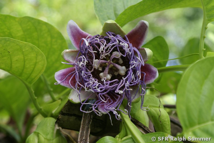 Badea (Passiflora quadrangularis) in Ecuador