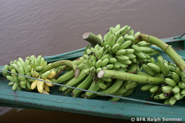 Kochbananen auf Boot in Ecuador
