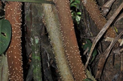 Pambil Wurzeln stachelig in Ecuador