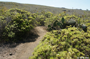 Scalesia Asteraceae Vulkan Insel Isabela Galapagos