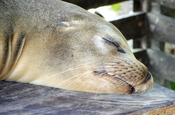 Schlafender Seelöwe in Puerto Ayora, Galapagos