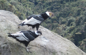 Andenkondor in Ecuador