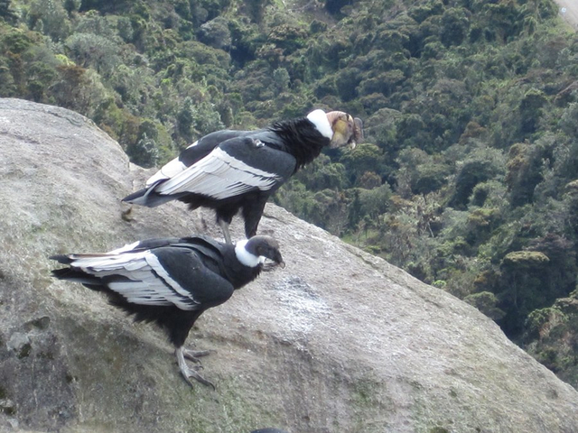 Andenkondor in Ecuador