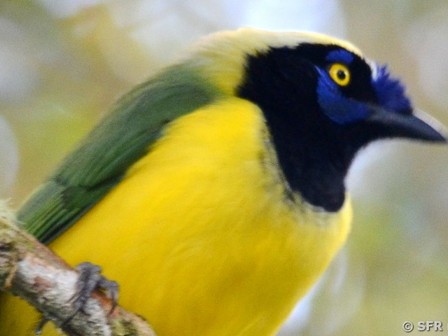 Grünhäher (inca jay)