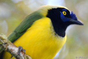 Grünhäher (inca jay)