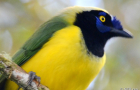 Grünhäher (inca jay)