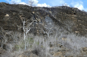 Vegetation auf Cerro Brujo, Galapagos