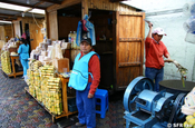 Zuckerrohr wird von Arbeitern verarbeitet, Ecuador