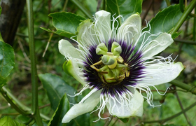 Maracuja-Blüte