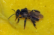 8 mm lange Biene, die an Obst trinktt, Sacha Lodge Ecuador