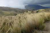 Ichu-Gras am Illiniza Nord in Ecuador