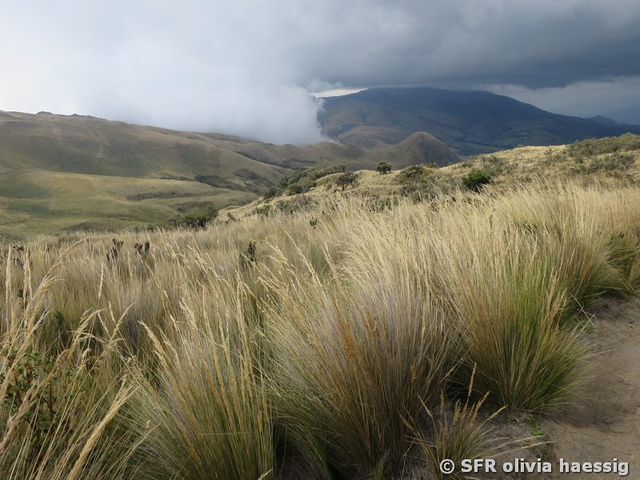 Ichu-Gras am Illiniza Nord in Ecuador