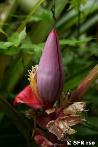 Zierbananenbluete in Ecuador
