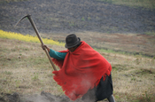 Ackerbearbeitung in Ecuador
