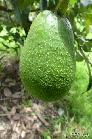 Avocadofrucht in Ecuador