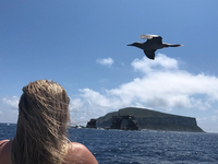 Tauchkreuzfahrt Galapagos 