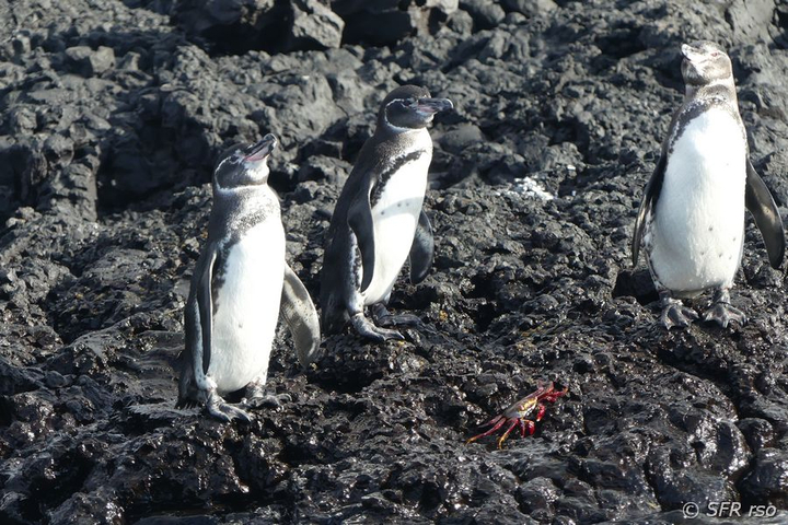 Humboldt Pinguin Spheniscus homboldti Insel Las Tintoreras Galapagos