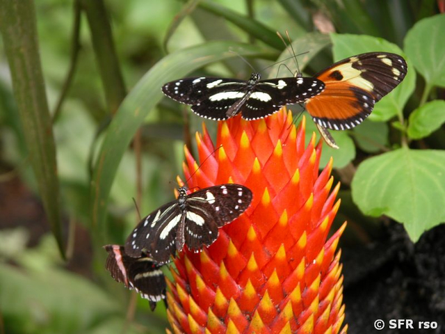 Schmetterlinge Ecuador