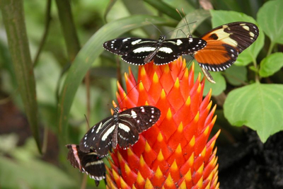 Schmetterlinge Ecuador
