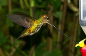 Schwertschnabelkolibri in Ecuador