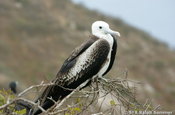Junger Fregattvogel auf Isla de la Plata in Ecuador