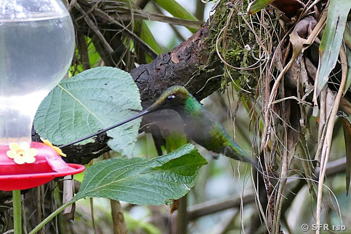Guango Schwertschnabel Kolibri Ecuador