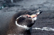 Humboldt Pinguin Spheniscus homboldti sonnenbadend Galapagos