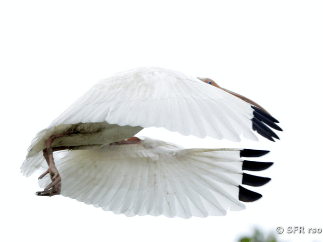 Ibis im Flug