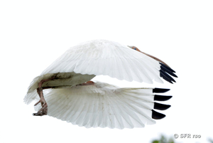 Ibis im Flug