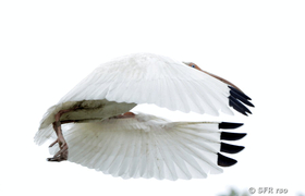 Ibis im Flug