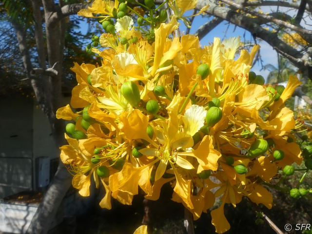 Akazienblüte gelb Galapagos