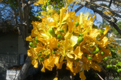 Akazienblüte gelb Galapagos
